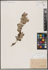Foto von Salix aurita L.